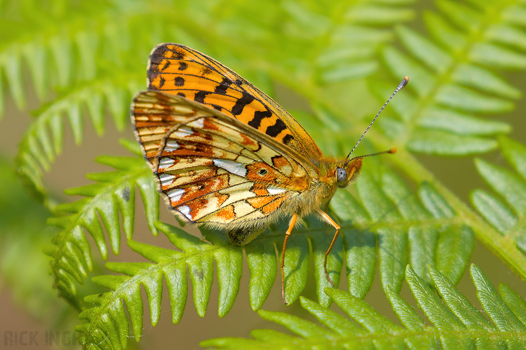 Pearl-bordered Fritillary