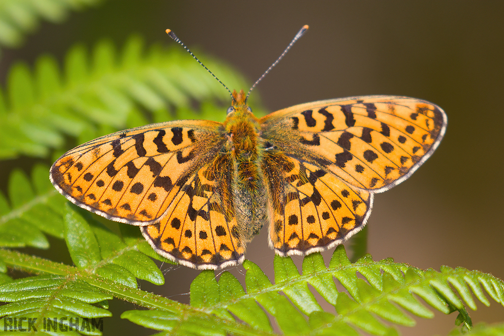 Pearl-bordered Fritillary