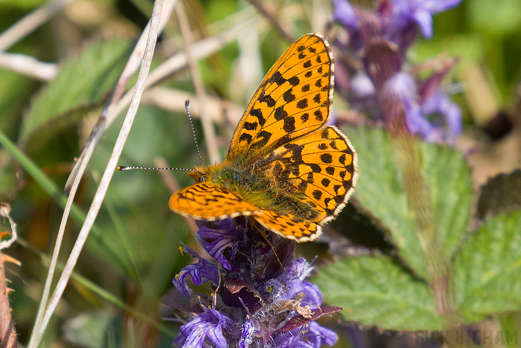 Pearl-bordered Fritillary