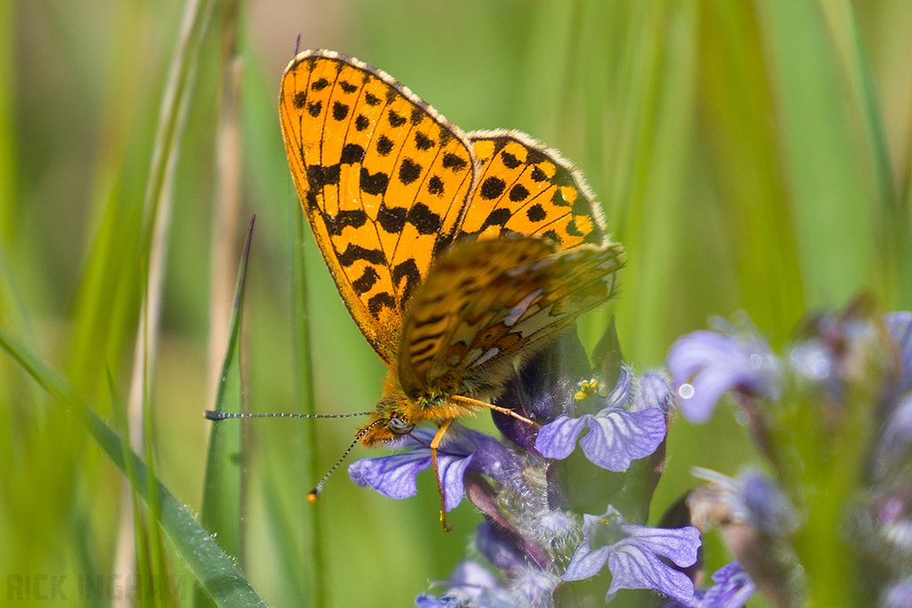 Pearl-bordered Fritillary