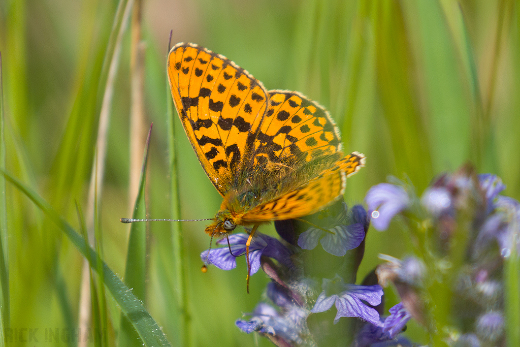 Pearl-bordered Fritillary