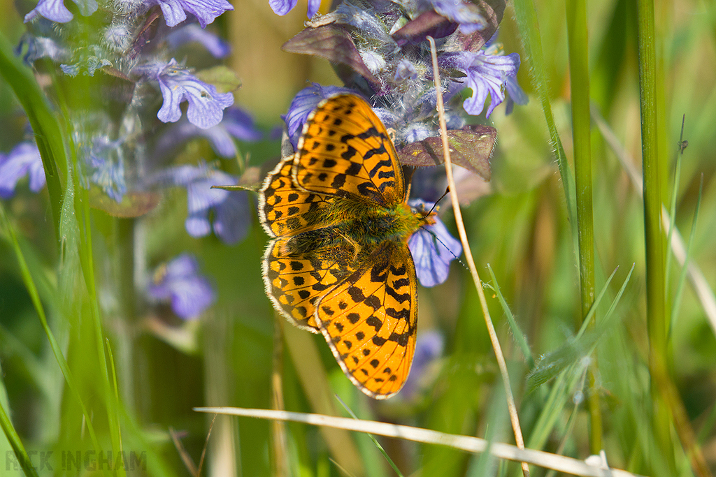 Pearl-bordered Fritillary