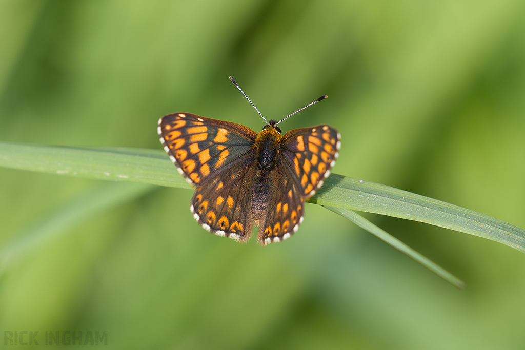 Duke of Burgundy Butterfly