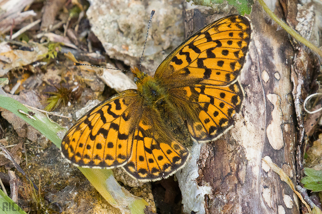 Pearl-bordered Fritillary