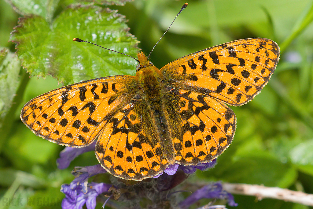 Pearl-bordered Fritillary
