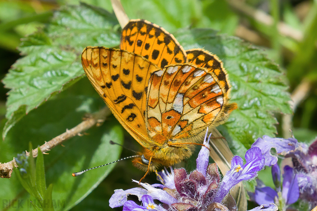Pearl-bordered Fritillary