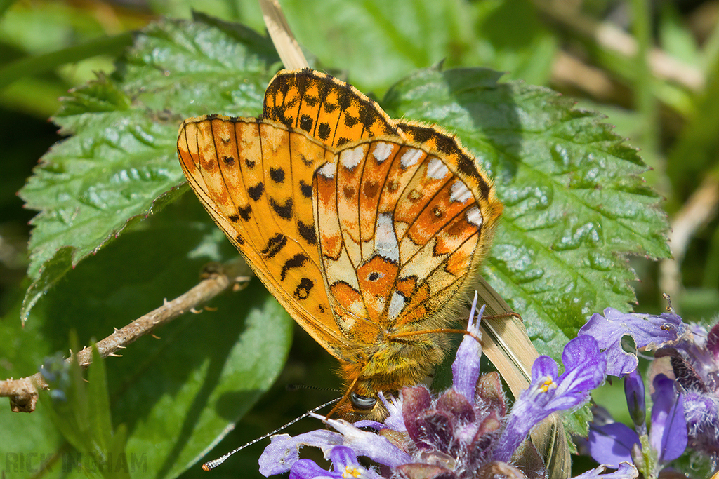 Pearl-bordered Fritillary