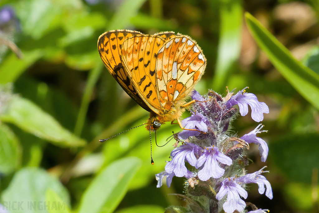 Pearl-bordered Fritillary
