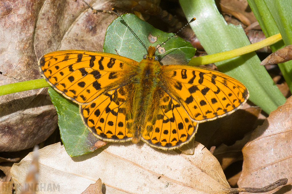 Pearl-bordered Fritillary