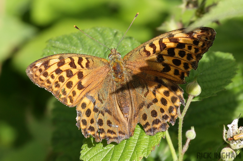 Silver-Washed Fritillary