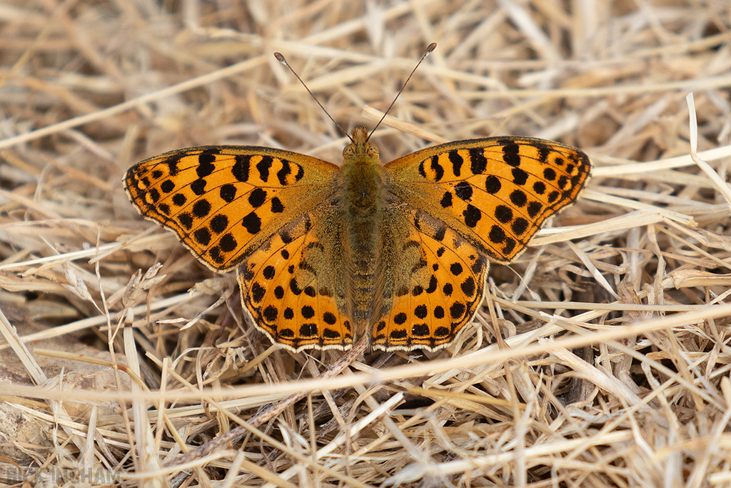 Queen of Spain Fritillary