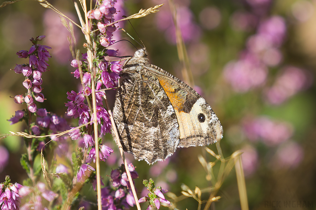 Grayling Butterfly