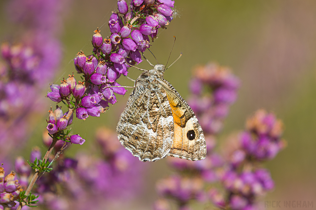 Grayling Butterfly