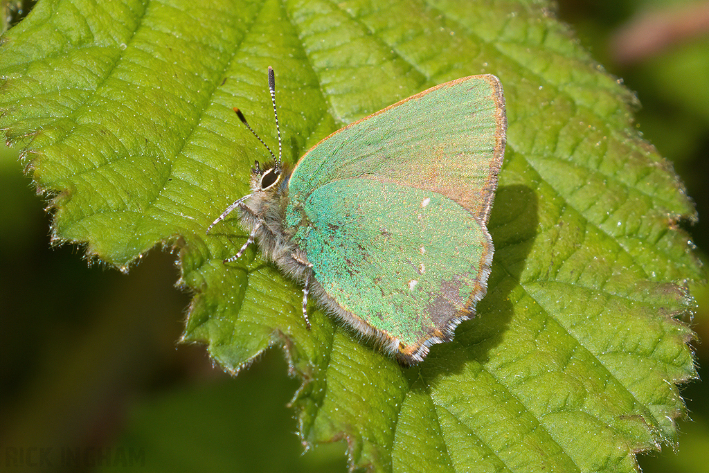 Green Hairstreak Butterfly