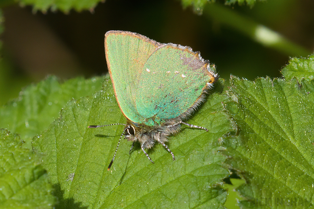 Green Hairstreak Butterfly