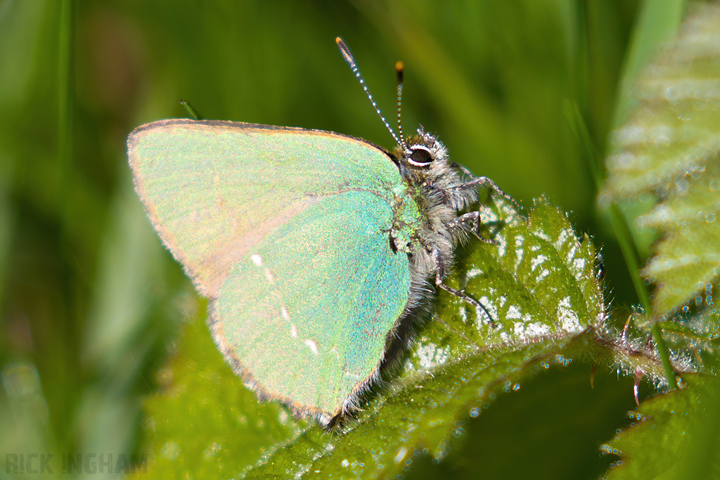 Green Hairstreak Butterfly