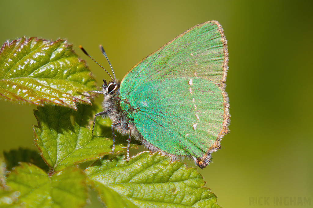 Green Hairstreak Butterfly