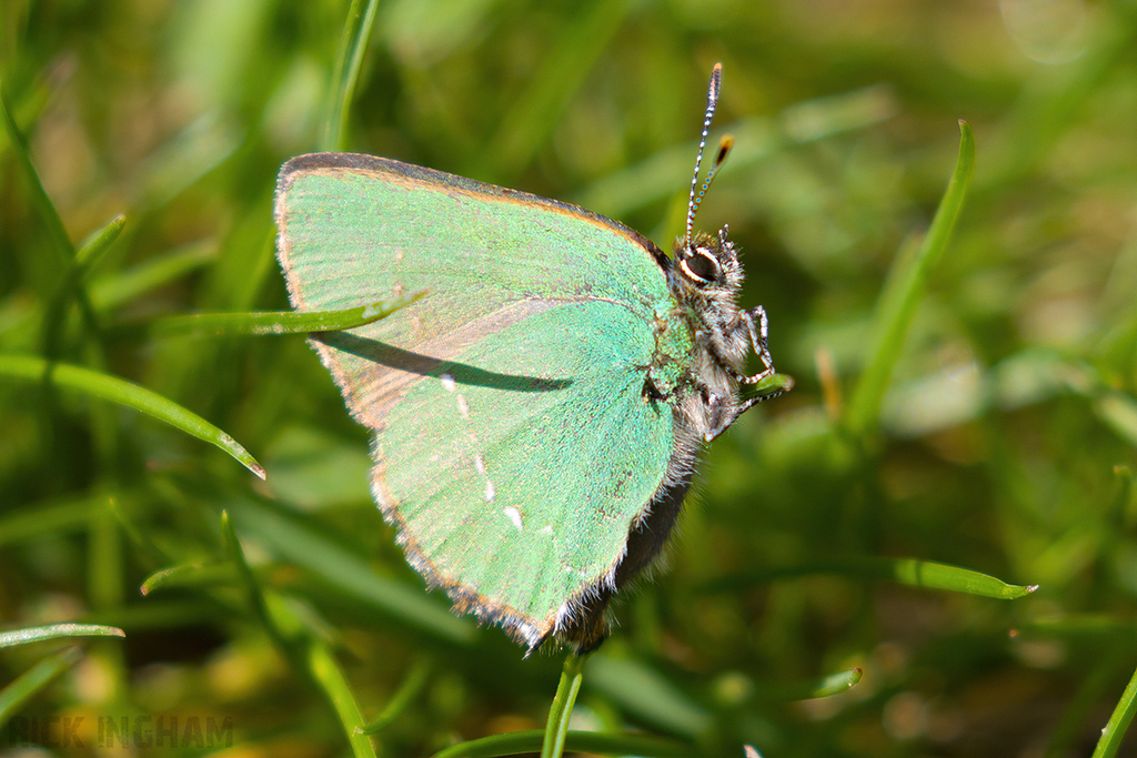 Green Hairstreak Butterfly