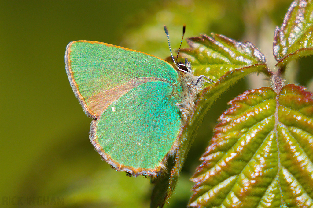 Green Hairstreak Butterfly