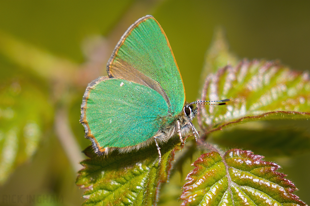 Green Hairstreak Butterfly