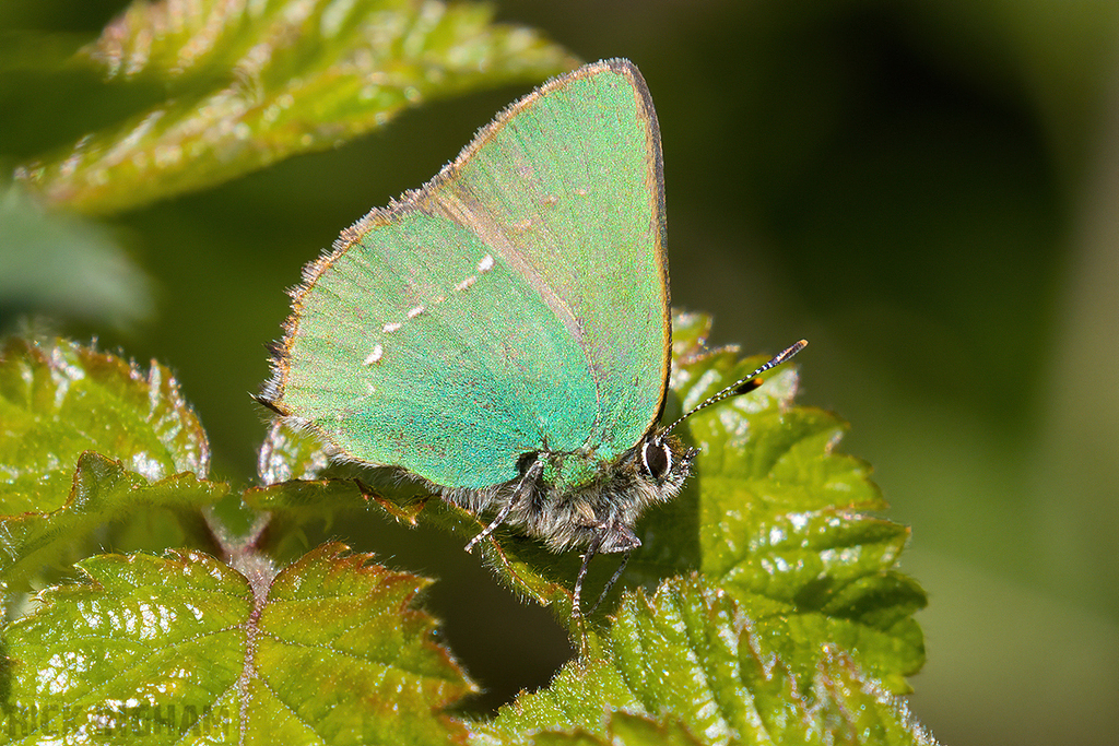 Green Hairstreak Butterfly