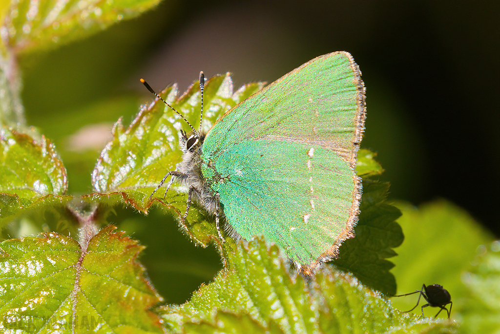 Green Hairstreak Butterfly