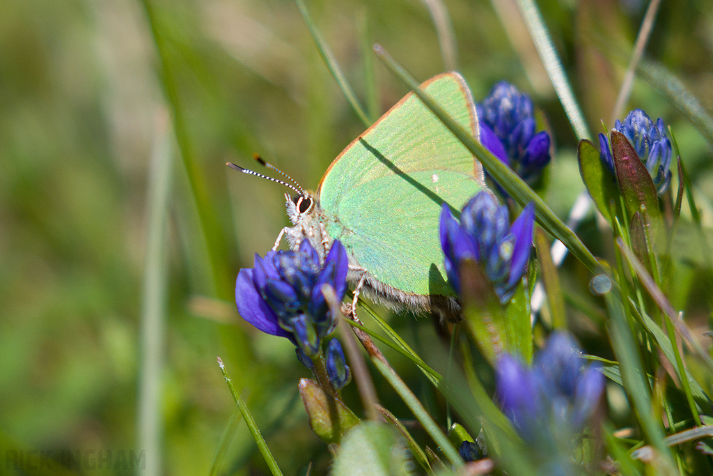 Green Hairstreak Butterfly