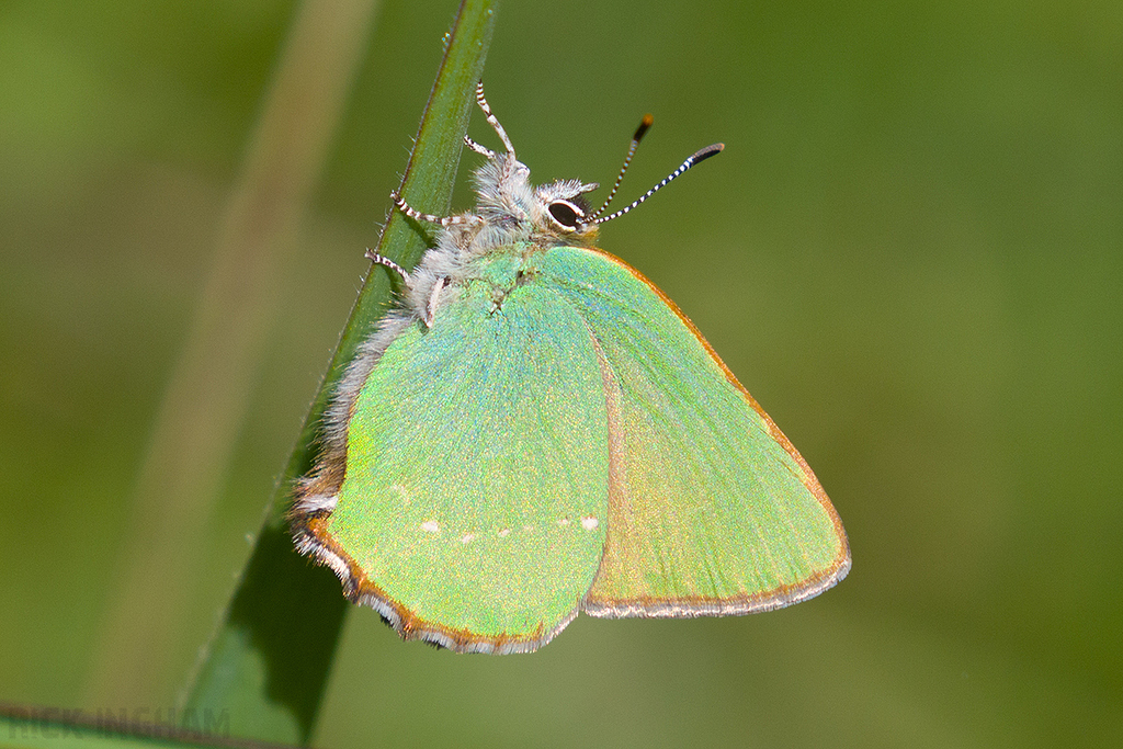 Green Hairstreak Butterfly