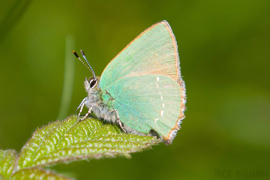 Green Hairstreak Butterfly