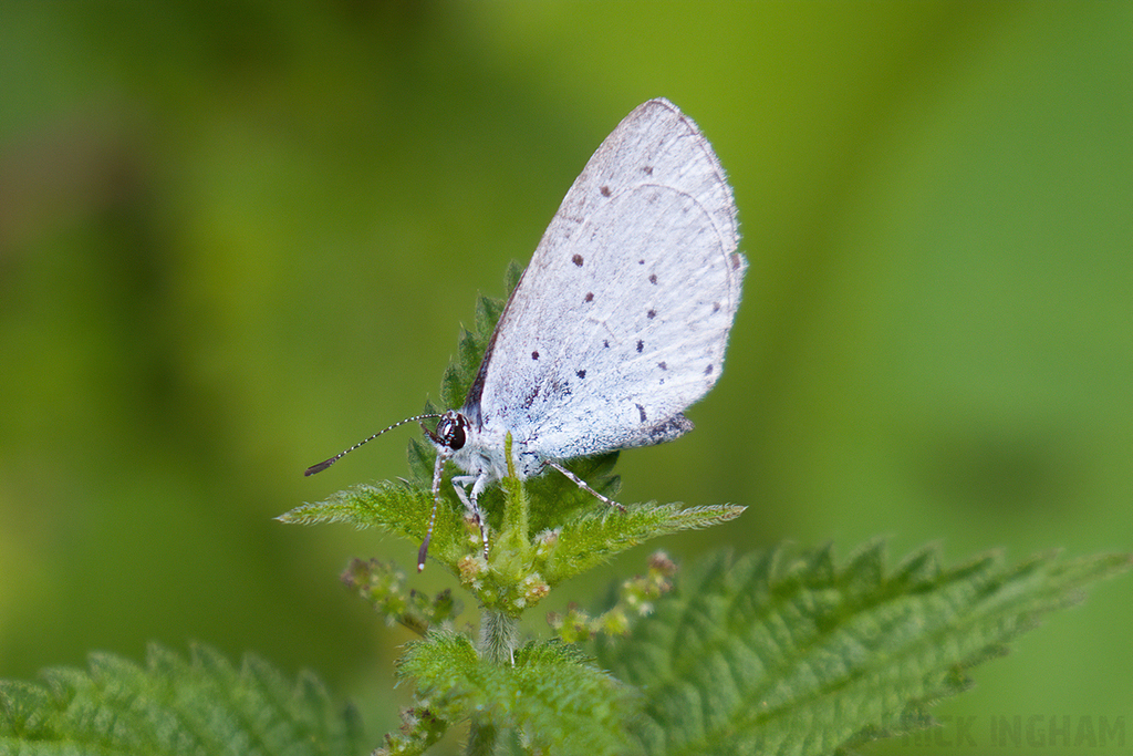 Holly Blue Butterfly