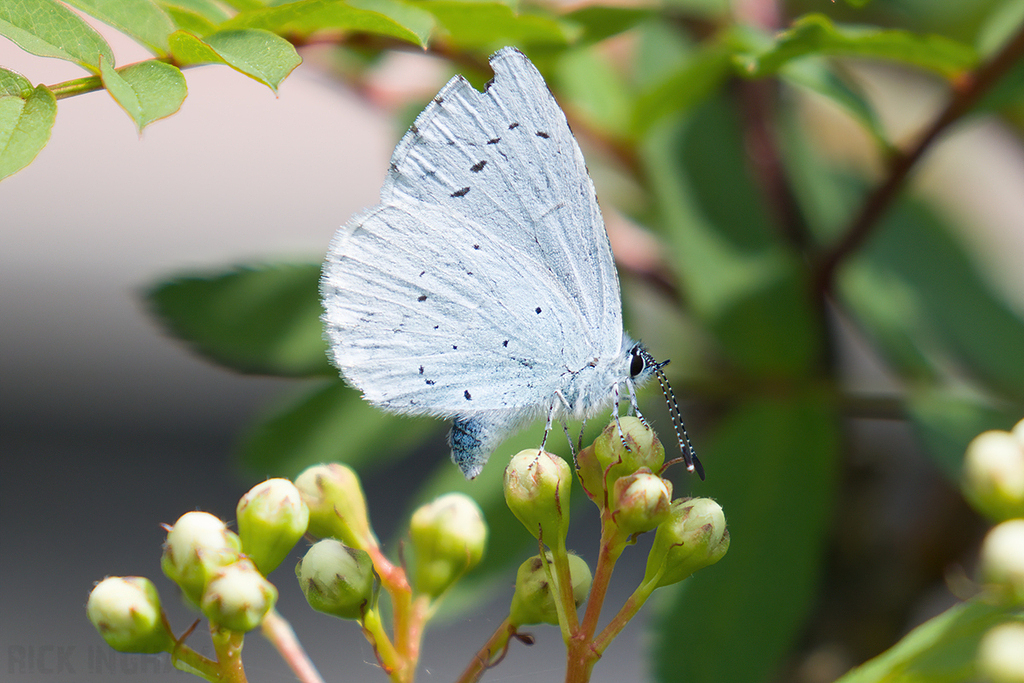 Holly Blue Butterfly