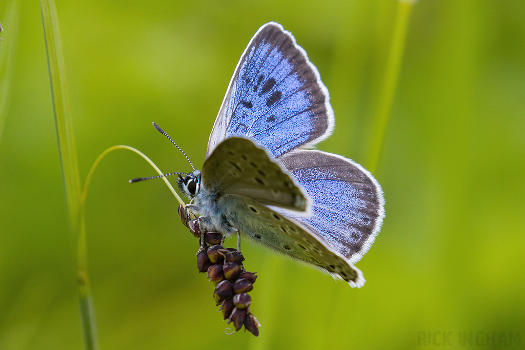 Large Blue Butterfly