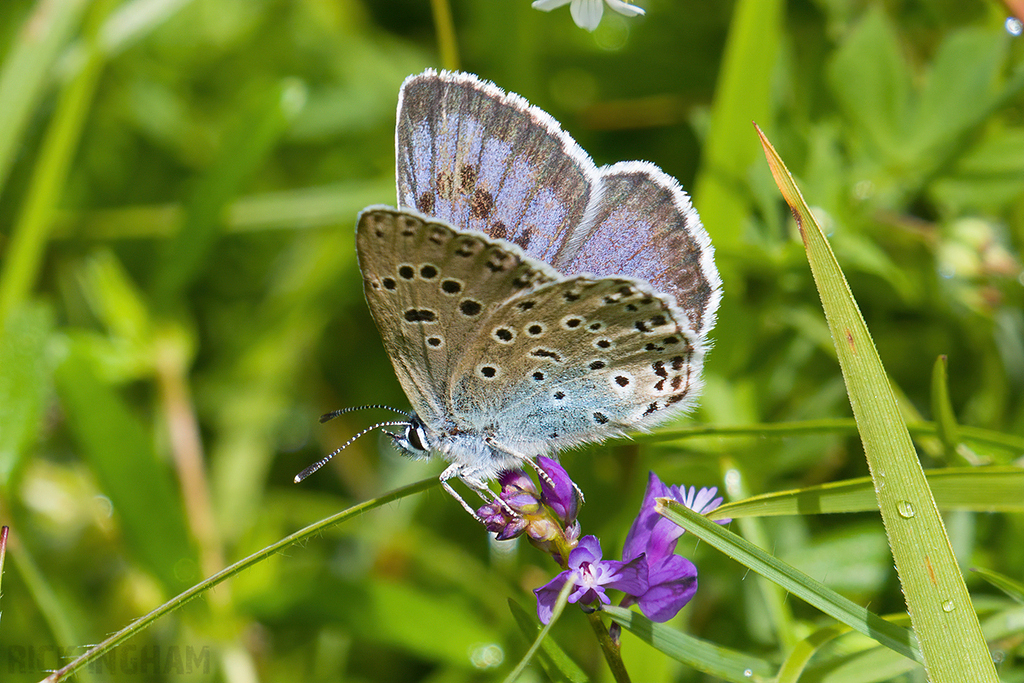 Large Blue Butterfly