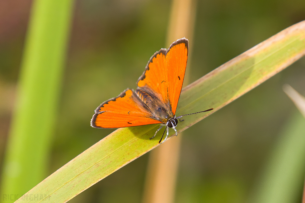 Large Copper | Male