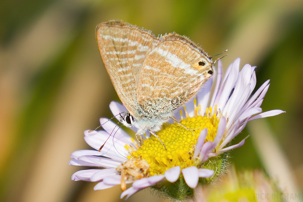 Long Tailed Blue Butterfly