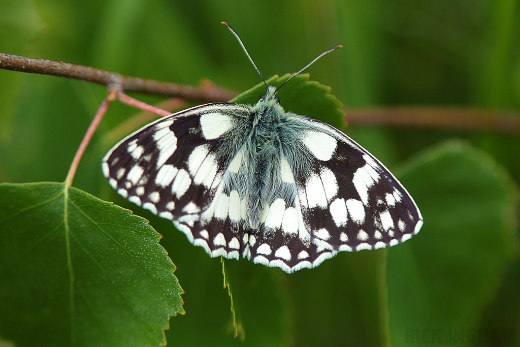 Marbled White Butterfly