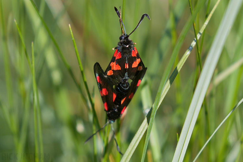 Narrow-bordered Five-spot Burnet Moth