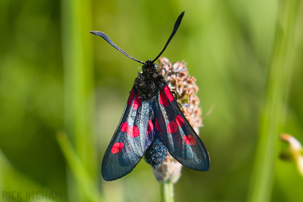 Narrow-bordered Five-spot Burnet Moth