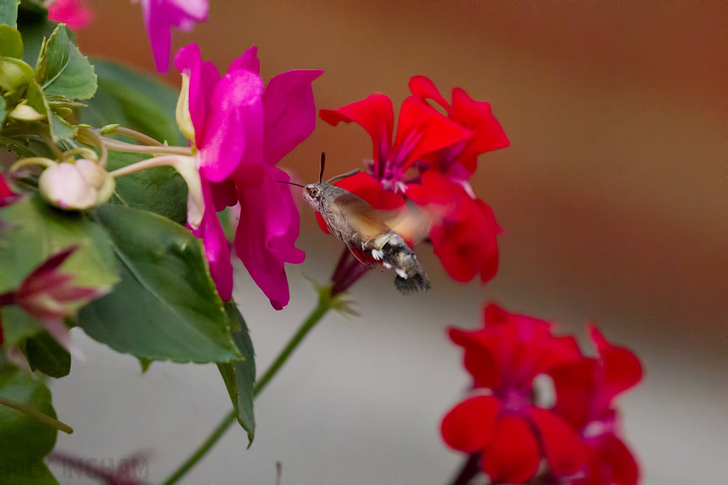 Hummingbird hawk-moth