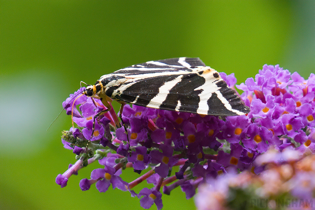 Jersey Tiger Moth