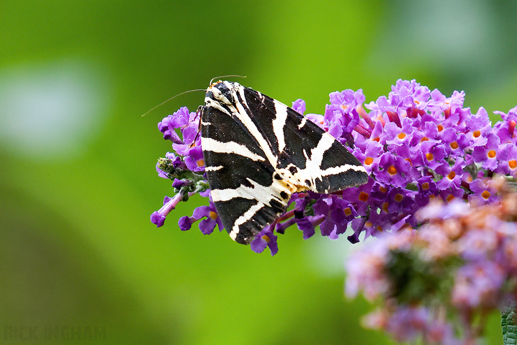 Jersey Tiger Moth