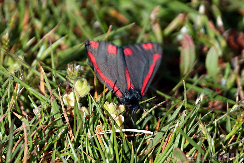 Cinnabar Moth