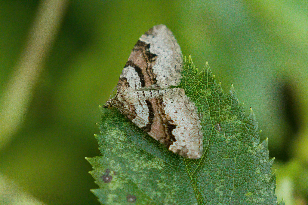 Flame Carpet Moth