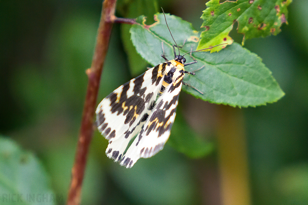 Magpie Moth