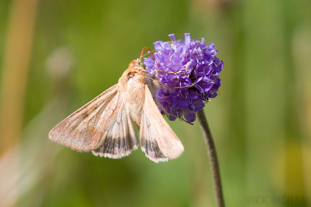 Scarce Bordered Straw Moth