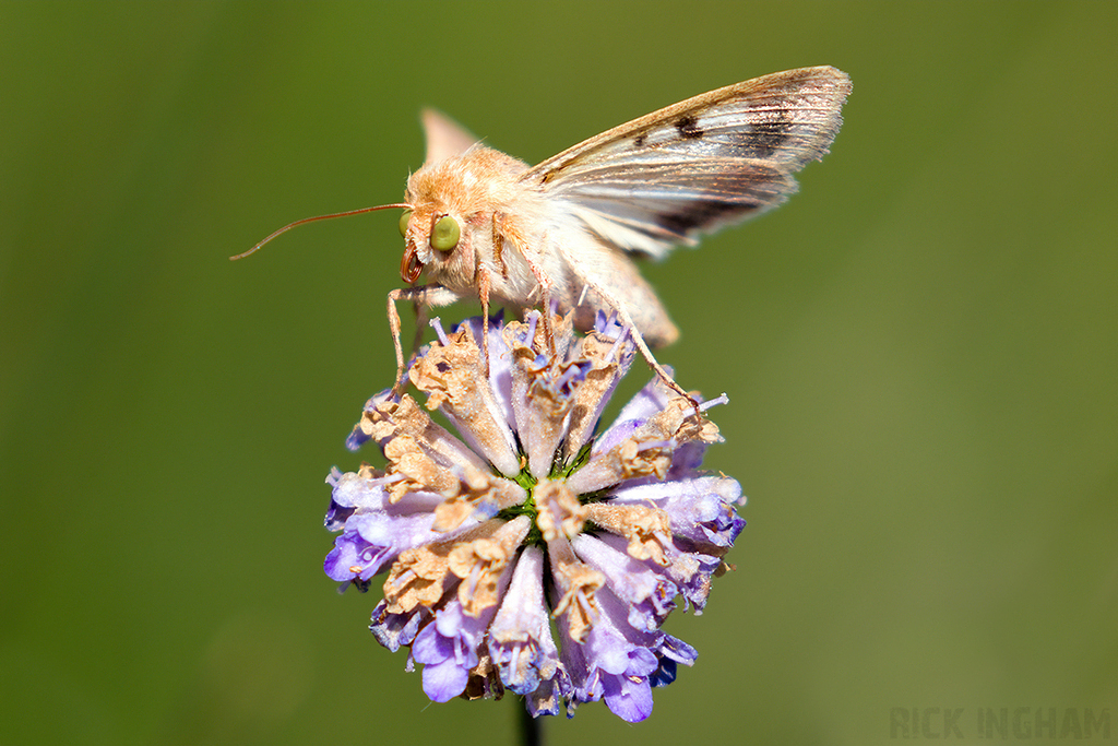 Scarce Bordered Straw Moth