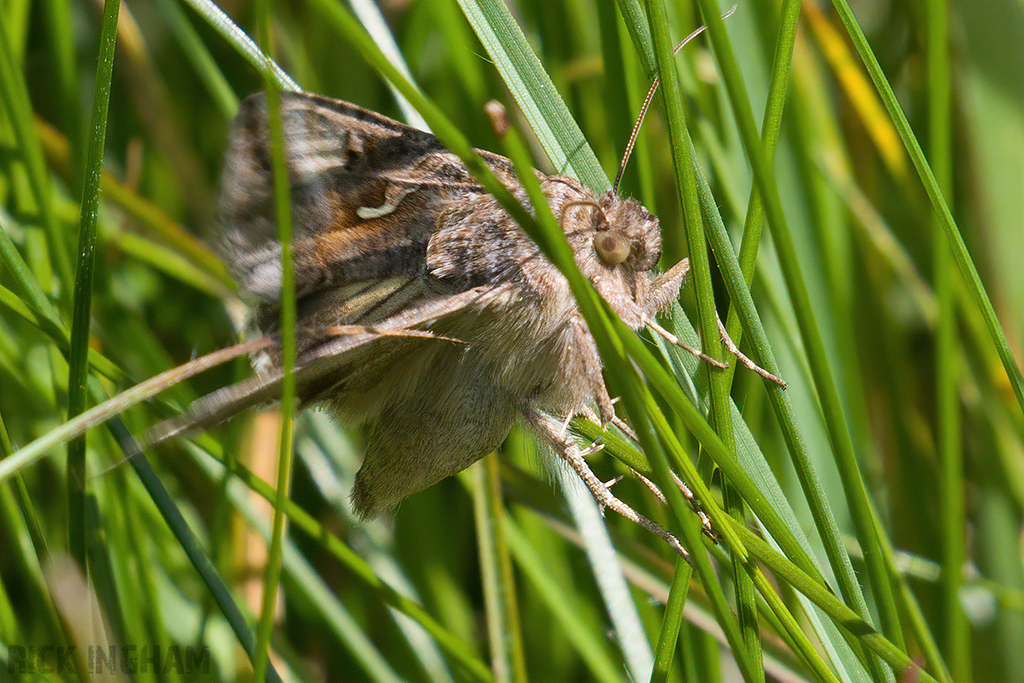 Silver Y Moth