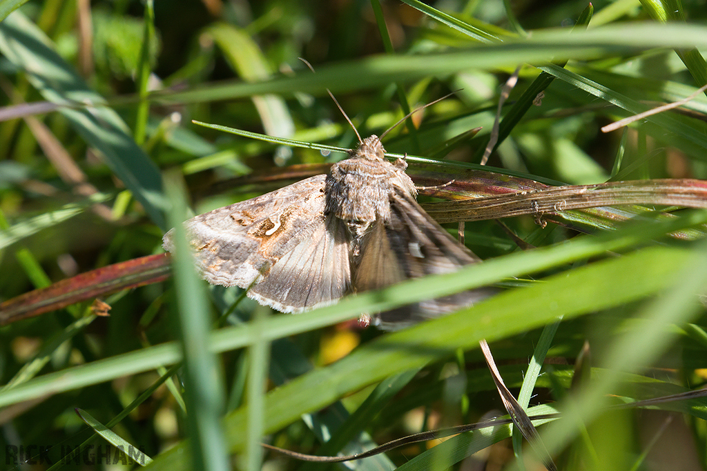 Silver Y Moth