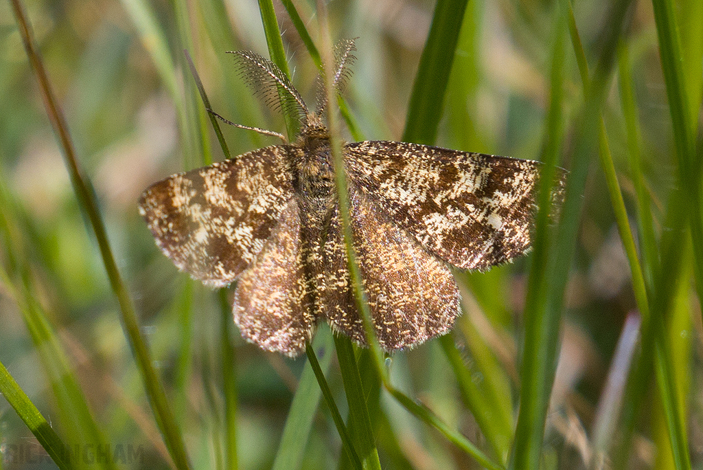 Common Heath Moth