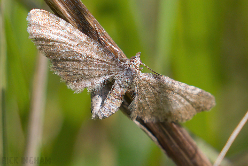 Common Pug Moth